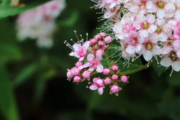 Gyöngyvessző Japonica Gyönyörű Virágok — Stock Fotó