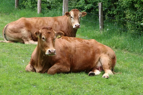 Estas Vacas Limusinas Están Tiradas Prado —  Fotos de Stock