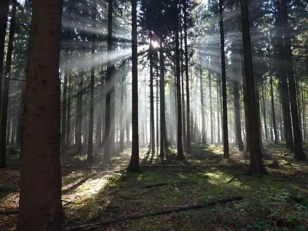 Lumière Tempérée Qui Brille Dans Les Arbres — Photo