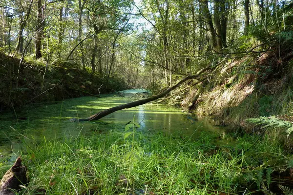 Turba Hollanda Nın Eski Ormanın Birinde Hendek — Stok fotoğraf