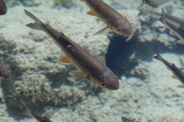 Güzel balık ve temiz su Plitvice park Hırvatistan