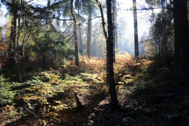 Filtre uygulanmış ışık ağaçlarda sonbahar zamanında parlayan