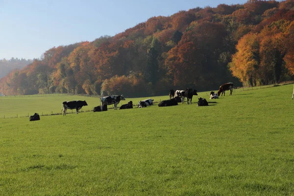 Holstein Fríština Krávy Jíst Trávu Podzimním Čase — Stock fotografie