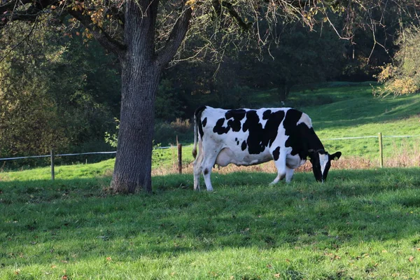 Holstein Vaca Frisona Pastando Prado —  Fotos de Stock