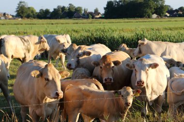 Çayır sarışın d'Aguitaine inek sürüsü