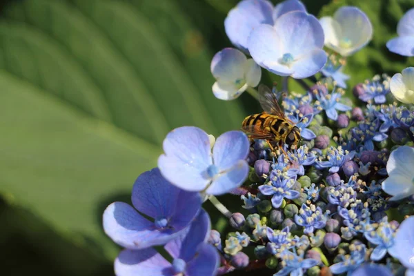 Kwiaty Piękne Hortensja Myathropa Florea Latać Nim — Zdjęcie stockowe