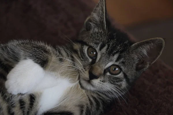 Oeste Europeu Gatinho Cabelo Curto — Fotografia de Stock