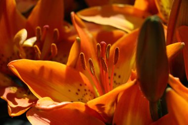 Lily, Hollanda'da resim kadar güzel yakın 