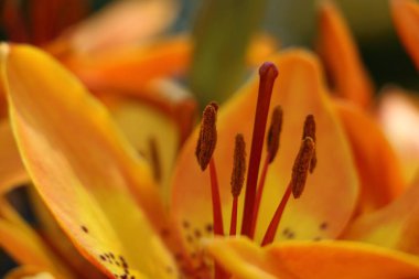 Lily, Hollanda'da resim kadar güzel yakın 