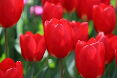 Kırmızı lale Hollanda kadar kapatın