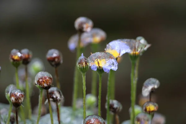 Fagyasztott Virág Télen Szép Elmélkedés Mint Egy Ragyogó Fény Belső — Stock Fotó