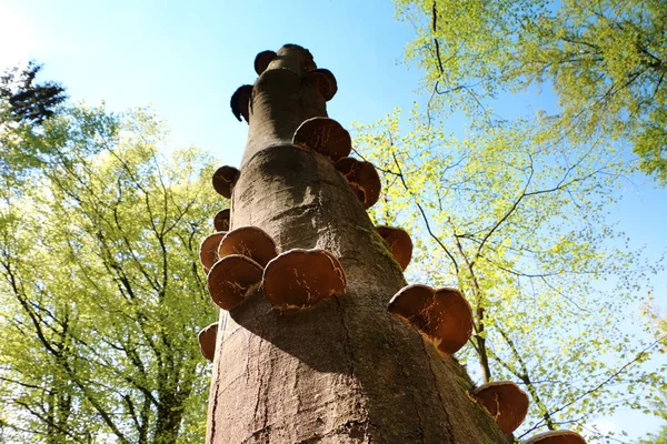 Gombák Növekvő Kopasz Fára Képet Hozott Holland Állami Drenthe — Stock Fotó