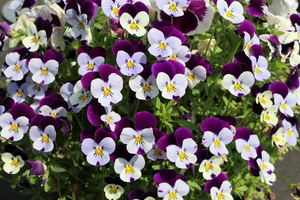 güneşin Heartsease