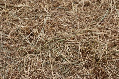 Bir saman yığını saman kadar kapatın