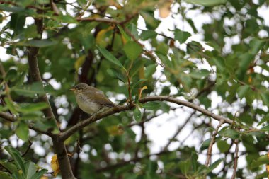 Küçük kuş ağacında, Norveç'te yapılan resim