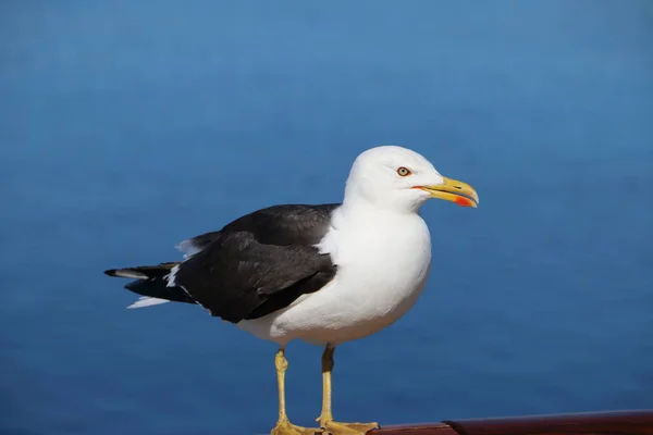 Sea Gull Norveç Seyahat Gemisinde Gıda Için Bekliyor — Stok fotoğraf