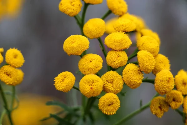 Ortak solucan otu veya altın çiçek yakın, Norveç'te çekilen resim düğmeleri