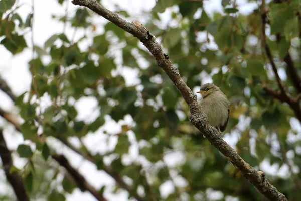 Vogeltje Boom Foto Gemaakt Noorwegen — Stockfoto