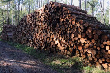 Ormanda, resim Hollanda'da yığılmış ağaçlar
