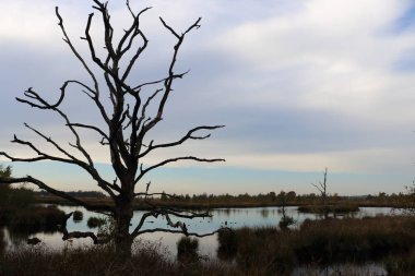 Hollanda, gölde güzel turba Drenthe Dwingeloo yakın devlet