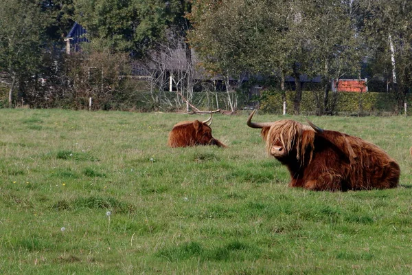 Scottish Highlander Nizozemsku Snímku Pořízeném Poblíž Dwingeloo Státní Drenthe — Stock fotografie