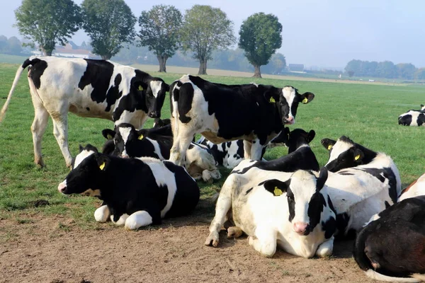 Live stock in the Netherlands, state Limburg