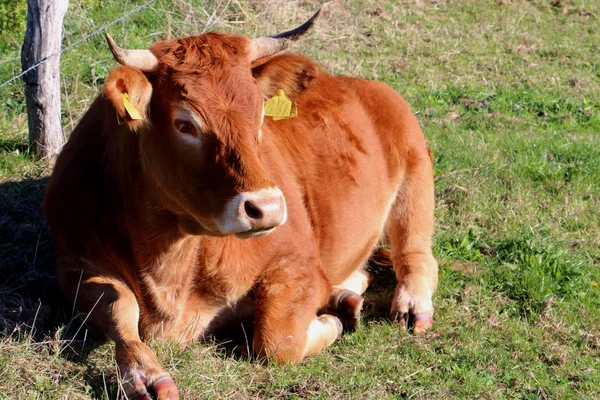 Vaca Limusina Campo Foto Tomada Los Países Bajos Estado Limburgo —  Fotos de Stock