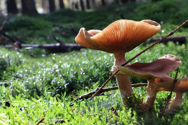 Magnifique Agaric Miel Aux Pays Bas État Overijssel — Photo