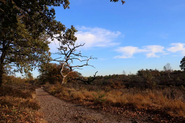 Moorlands Belanda Dekat Nijverdal — Stok Foto