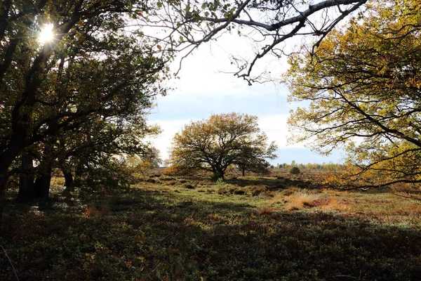 Moorlands Belanda Dekat Nijverdal — Stok Foto