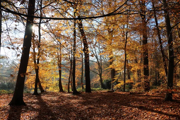 Floresta Faia Nos Países Baixos Nas Proximidades Dalfsen Estado Overijssel — Fotografia de Stock