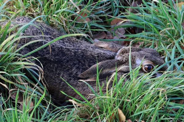 Una Foto Guarida Liebre Tomada Los Países Bajos Estado Drenthe — Foto de Stock