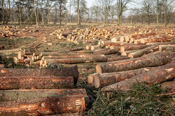 Κορμούς Πριονισμένη Δέντρων Στην Ολλανδία Επαρχία Ντρέντε Κοντά Φύση Αποθεματικό — Φωτογραφία Αρχείου