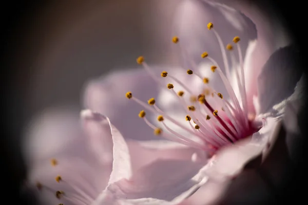 Beautiful Close Flowers Prunus Cerasifera Nigra — Stock Photo, Image