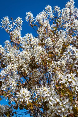 Hizmet Berry tamamen Hollanda bahar içinde çiçeklenme