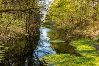 Doğa rezerv Fochteloerveen güzel hendek, il Drenthe Hollanda