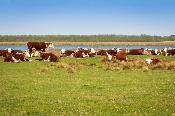 Vacas Holstein Frisian Color Rojo Reserva Natural Fochteloerveen Los Países —  Fotos de Stock