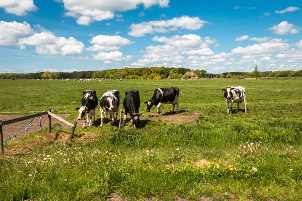 Hermosas Vacas Holstein Frisian Campo Los Países Bajos Provincia Frisia —  Fotos de Stock