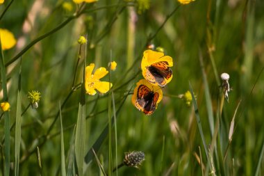 Bir buttercup çiçek üzerinde Küçük bakır, Hollanda, il Friesland, bölge Gaasterland