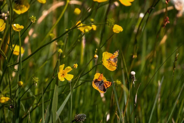 Kis Réztől Buttercup Virág Hollandiában Tartomány Friesland Régió Gaasterland — Stock Fotó