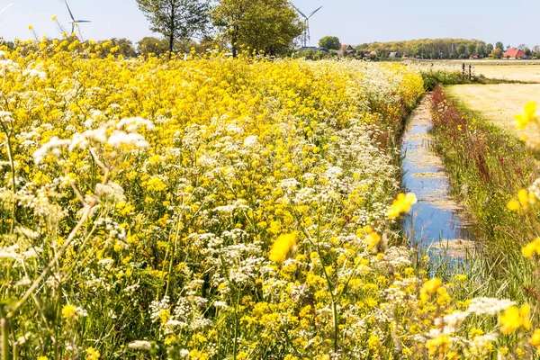 Rapeseed Cow Parsley Roadside Netherlands Region Gaasterland Province Friesland — Stock Photo, Image