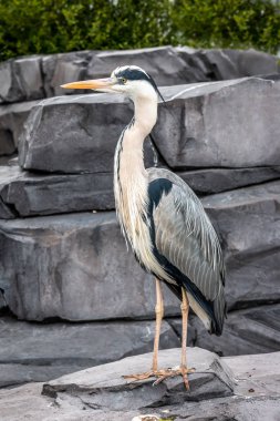 Hollanda'da balık bekleyen bir balıkçıl
