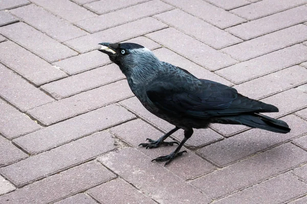 Věž Corvus Frugilegus Pojídáním Chleba Městě Nizozemsku — Stock fotografie