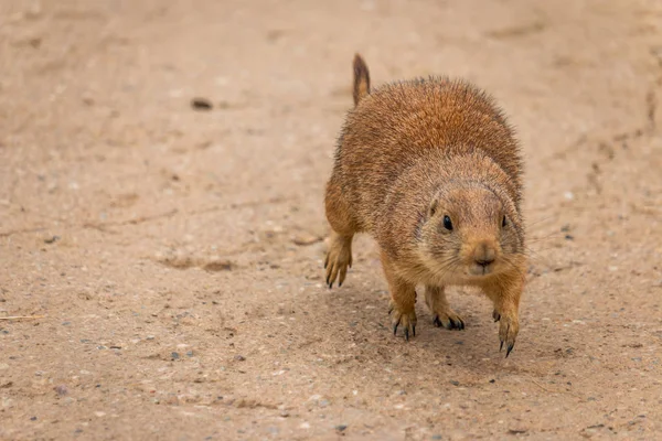 Hermoso Perro Pradera Cynomys Ludovicianus Ejecuta Arena — Foto de Stock