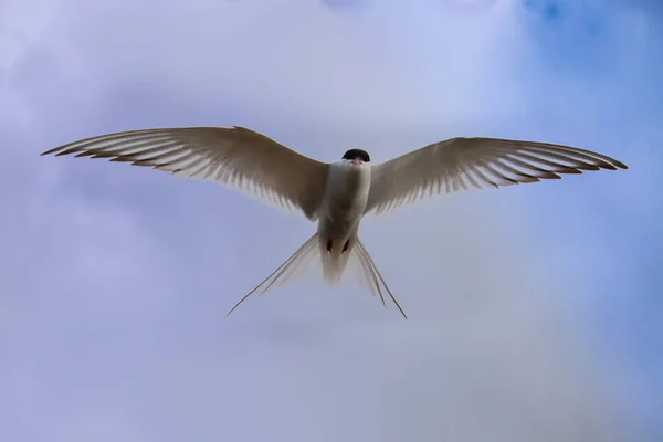 Красиві Крячок Ластівка Повному Польоті Ботнічна Море Сході Швеції Заповідник — стокове фото