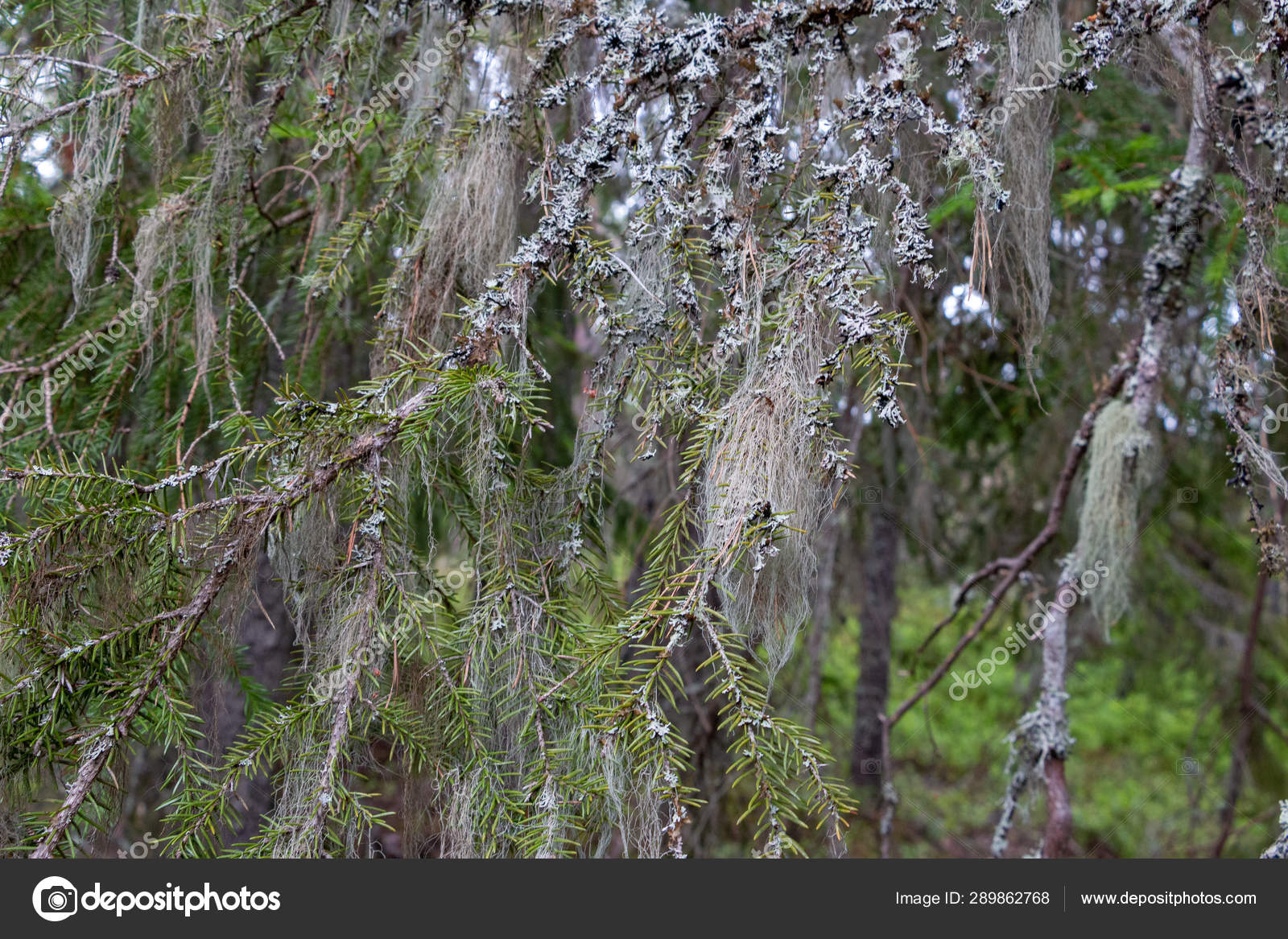 Usnea Hanging Trees Old Beard Symbolic Clean Air Mosses Antibiotic.