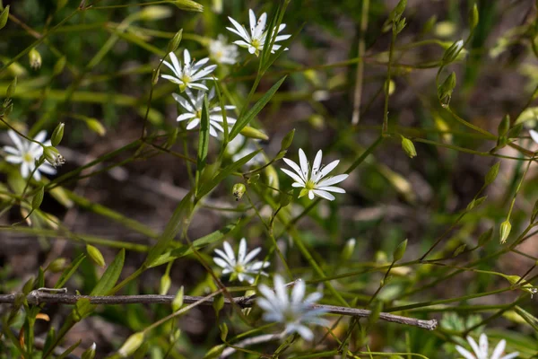 Stellaria Nőszirom Gyönyörű Kis Fehér Virágok Képet Hozott Kuggoren Kelet — Stock Fotó