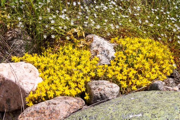 Kayalar arasında büyüyen sarı çiçekler ile Sedum dönüm, doğu İsveç'te Kuggoren çekilen resim