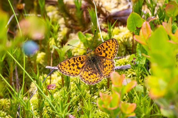 Srebrno Płukane Motyl Piękne Siedzi Roślinę Obraz Podjęte Szwecji Regionu — Zdjęcie stockowe