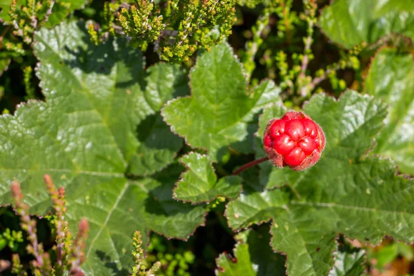 Cloudberry Growing Swamp Area Picture Taken Sweden Region Dalarna — Stock Photo, Image